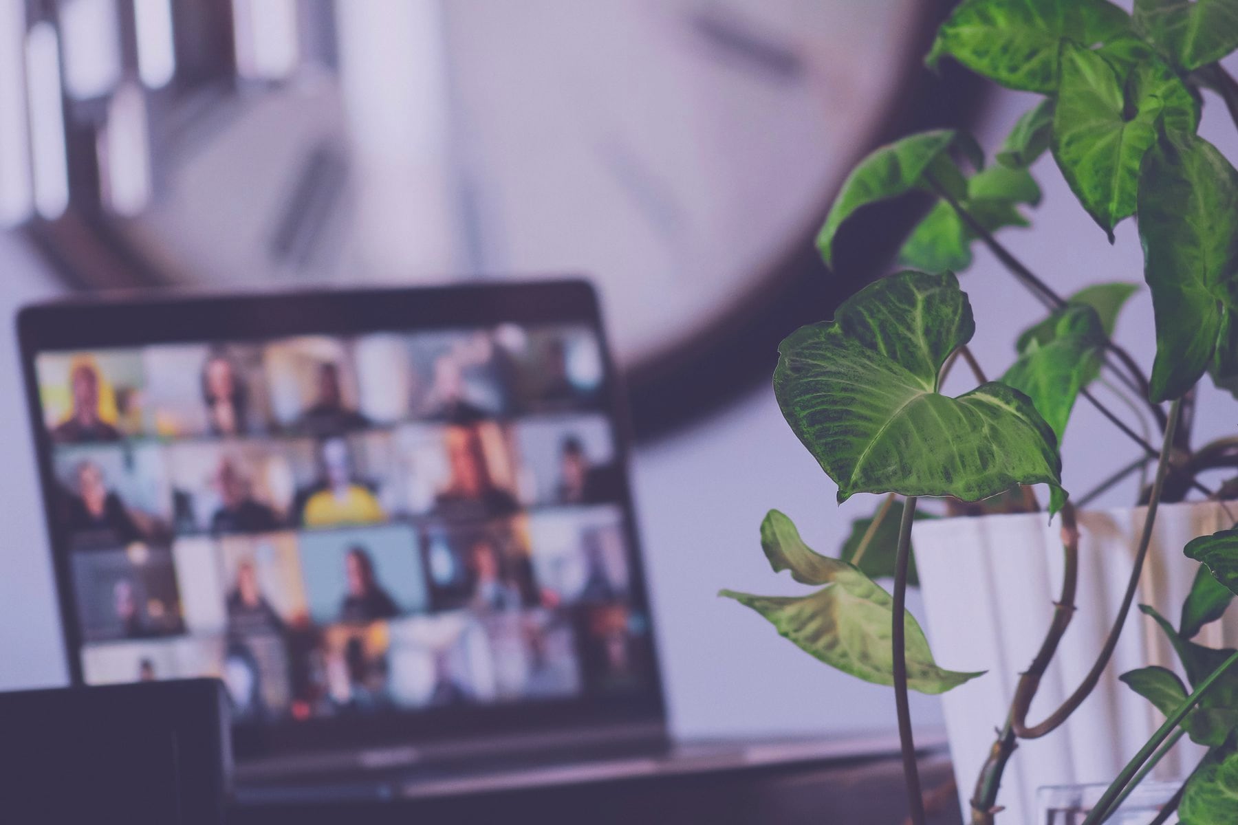 Portátil con videollamada junto a una planta